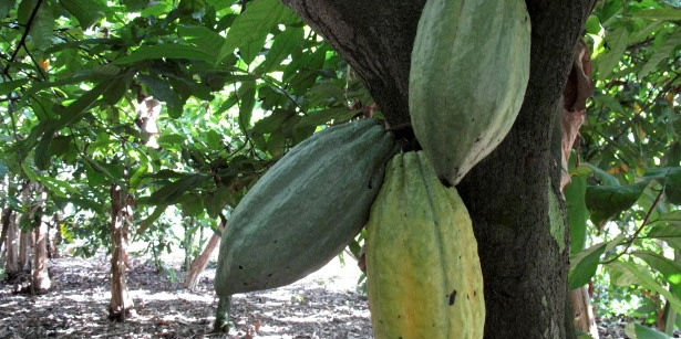 cacao cacaoyer