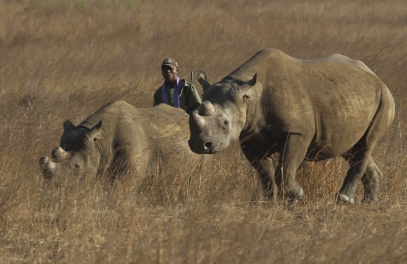 Le kenya ouvre une enquete apres la mort de neuf rhinoceros noirs