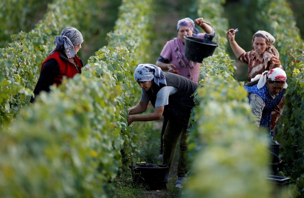 Des ouvriers ramassent des raisins dans un vignoble taittinger lors de la traditionnelle recolte de vin de champagne a pierry