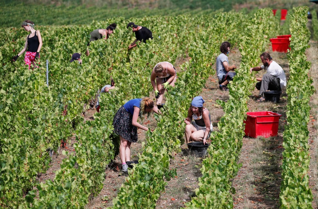 L'ue accroit ses aides aux secteurs du vin et des fruits et legumes
