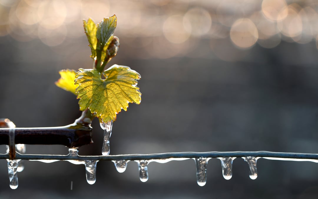 Le vignoble bordelais pourrait perdre 50% de sa recolte par le gel