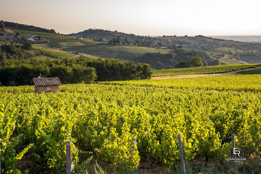 Le nouveau visage des Vignerons du Beaujolais