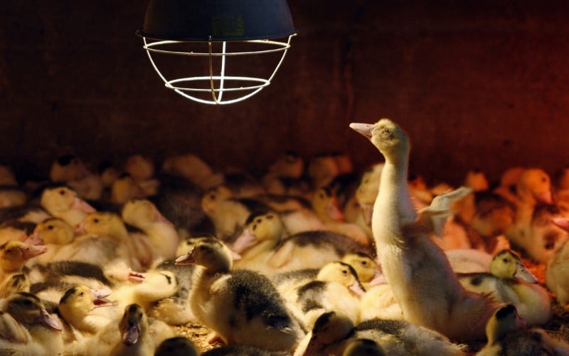 8.500 canards euthanasies dans les deux-sevres