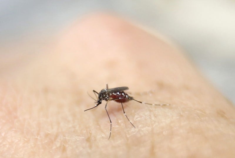 Les laboratoires s'activent pour mettre au point un vaccin contre le virus zika