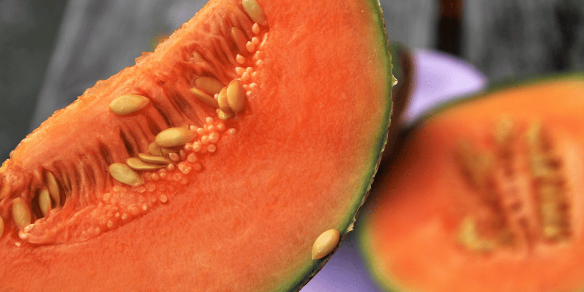 La Nouvelle-Aquitaine produit près d'un tiers des melons français dont 90 % dans l'ex Poitou-Charentes.