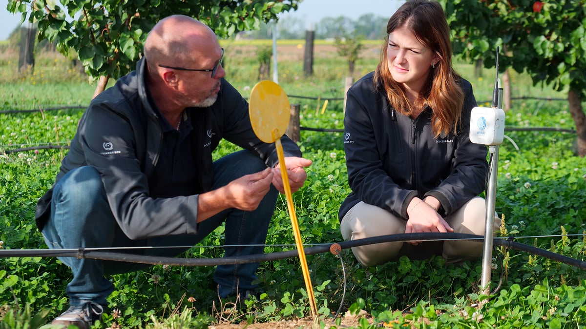 Hervé Martin, responsable développement filières, nouvelles cultures, HVE à l'Alliance BFC sur la plateforme d'Aiserey au milieu des abricotiers et d'un système d'irrigation en "goutte à goutte".