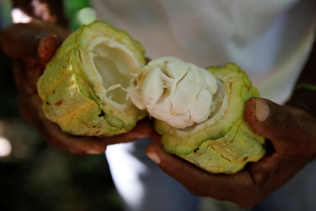Cacao
