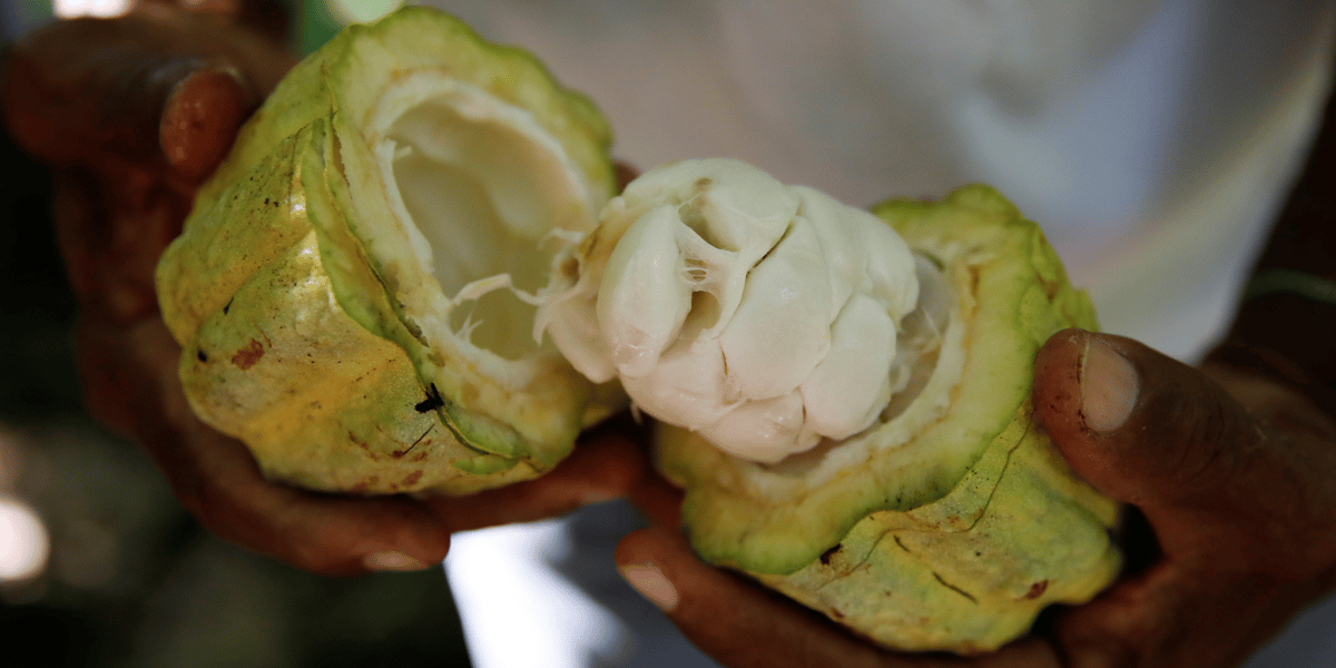 Cacao