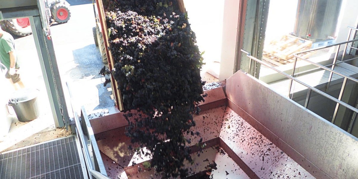 Alors que les vendanges commencent dans les vignobles du Languedoc-Roussillon, les viticulteurs s'inquiètent de ces nouveaux volumes qui vont arriver sur un marché déjà très encombré.