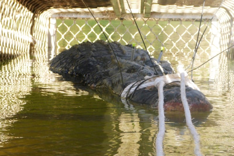 Un crocodile marin de pres de 5 metres capture en australie