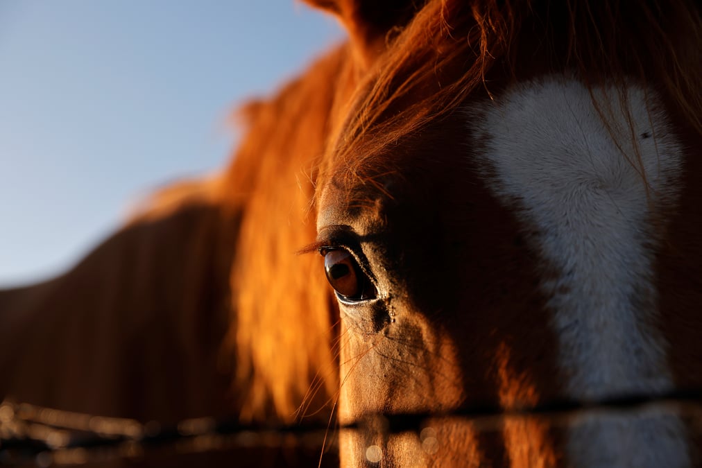Chevaux mutiles: un homme arrete dans le haut-rhin