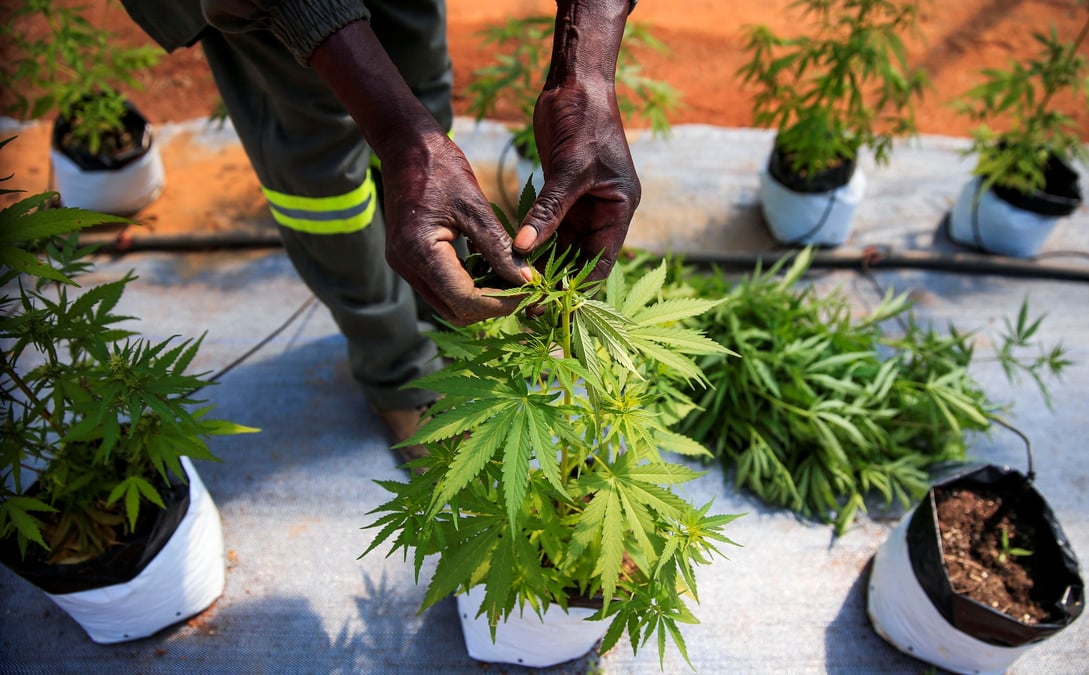 Les agriculteurs zimbabweens esperent profiter du boom du cannabis therapeutique