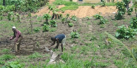 agriculture Togo