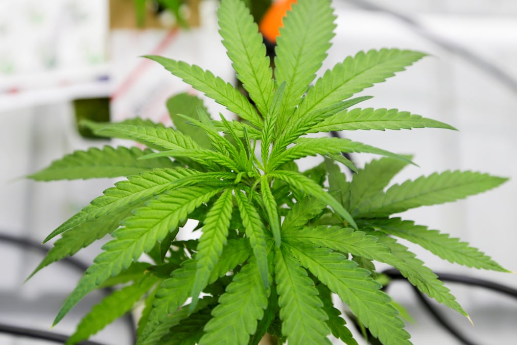 Fonds pour investir dans la technologie du cannabis