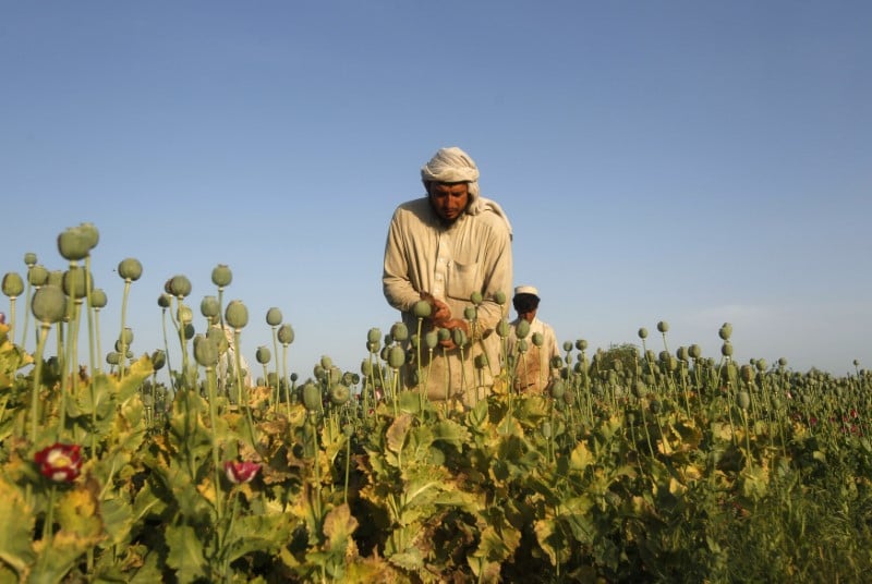 La culture du pavot a un niveau historiquement haut en afghanistan