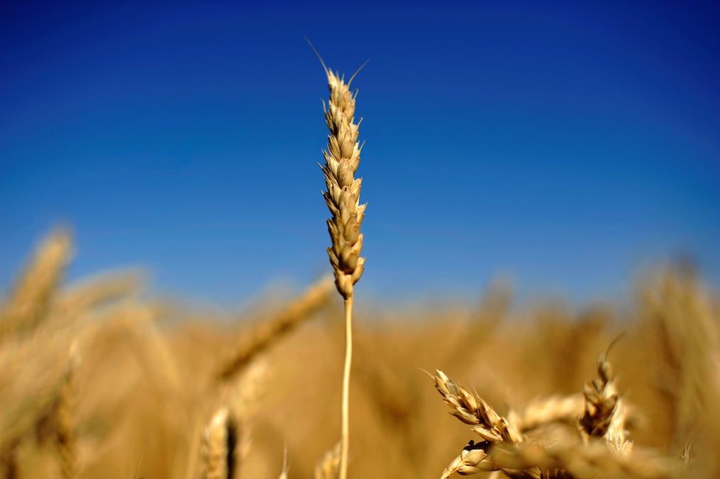 blé, agriculture, agroalimentaire