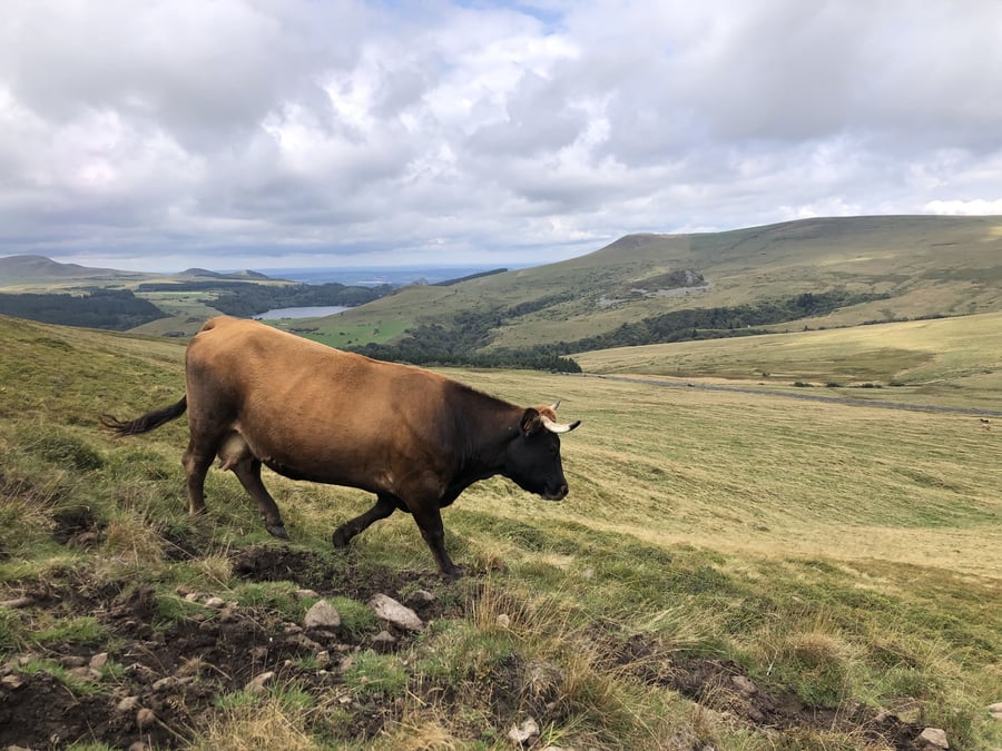 Le Massif central compte aujourd'hui 22.500 exploitations de bovins viande ou mixte et 5.500 exploitations en bovins lait.