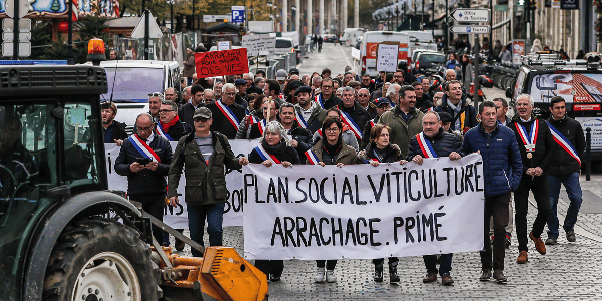 8.000 hectares du vignoble bordelais seront arrachés au premier semestre avec une subvention de 6.000 euros par hectare.