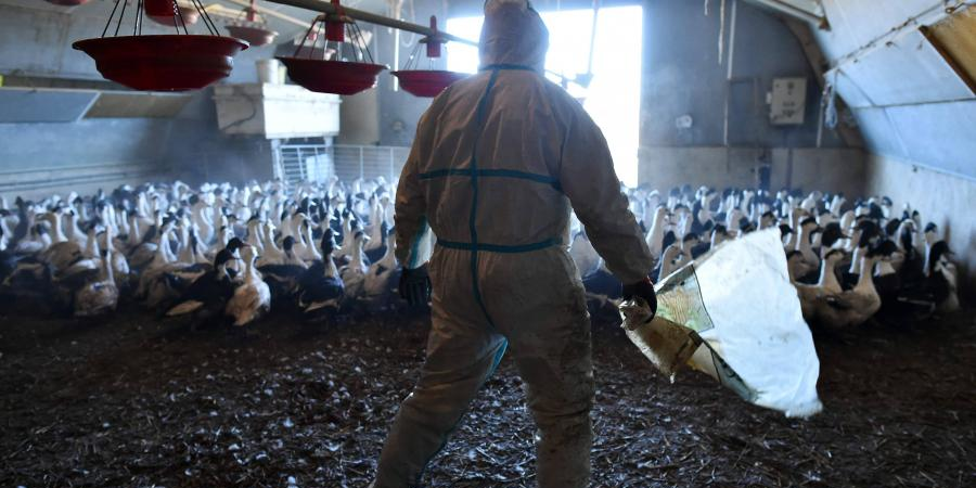 Grippe aviaire
