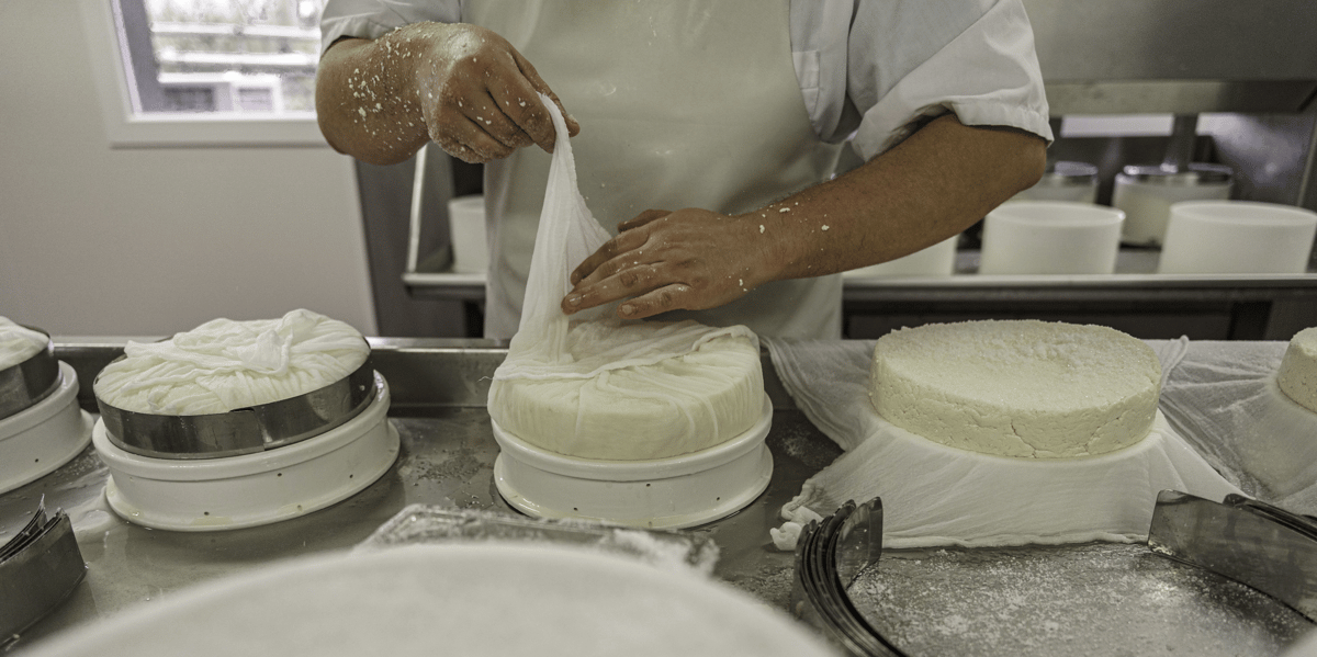 La production de Saint-Nectaire en Auvergne