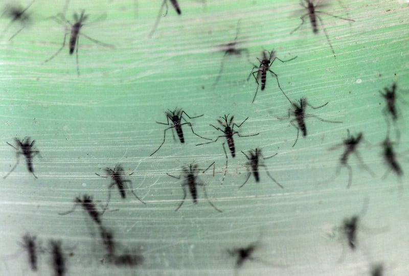 Debut d'epidemie du virus zika observee en martinique et en guyane