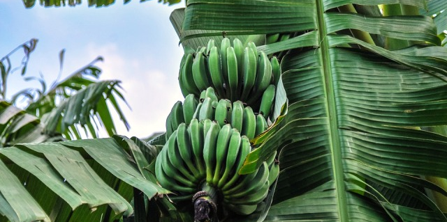 Banane fruiticulture agriculture fruit