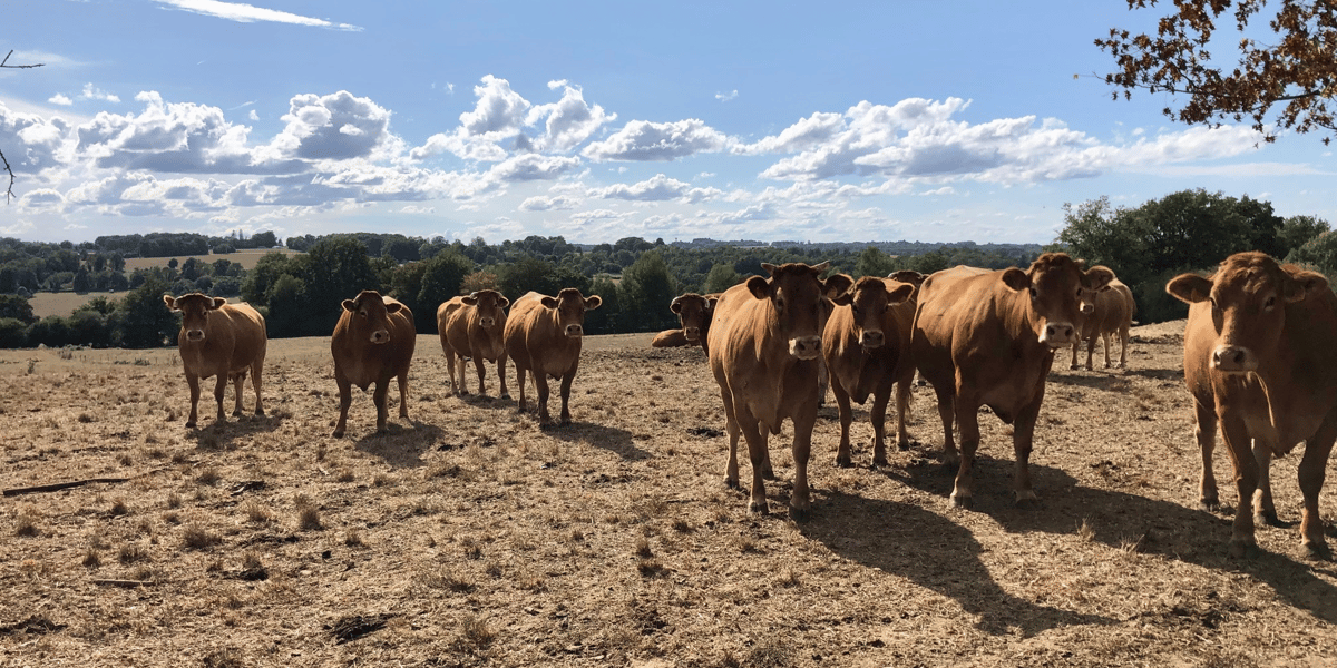 Des vaches limousines en Haute-Vienne.