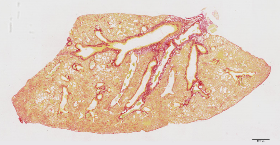 Biocellvia