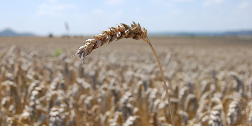 Baisse céréales
