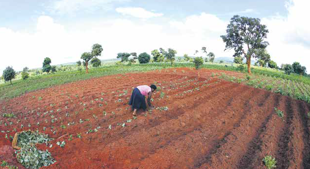 Terres arables agriculture malawi