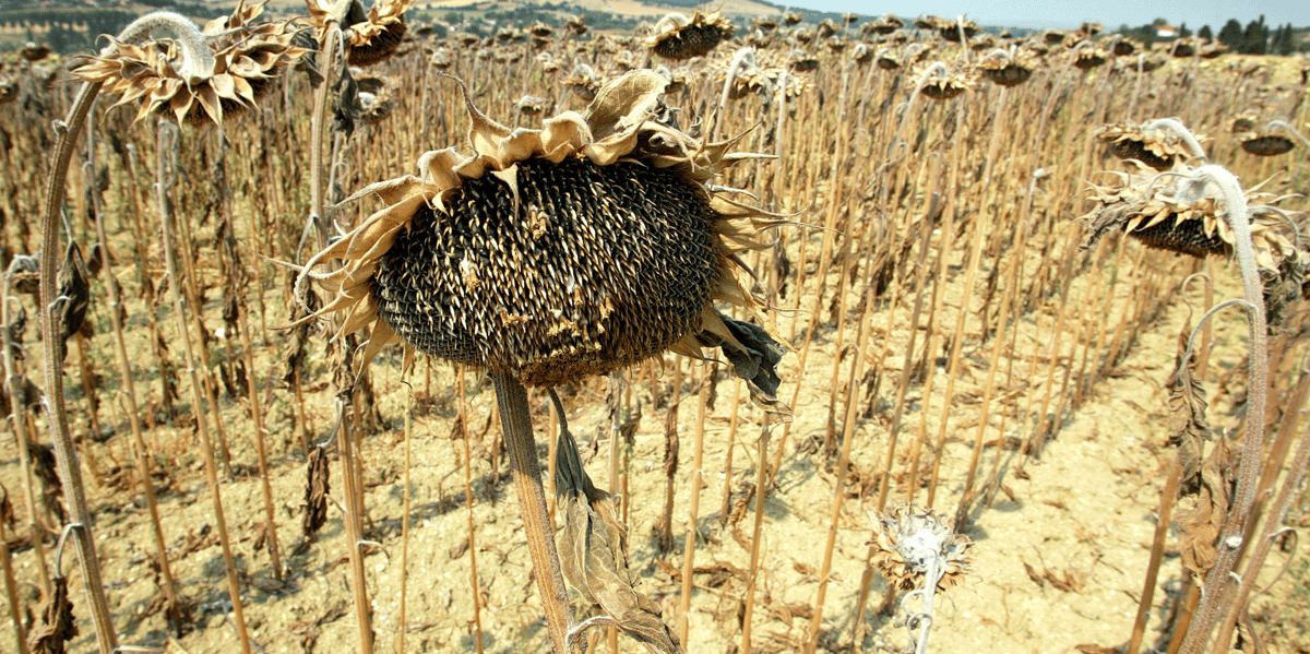 sécheresse, drought fields, France