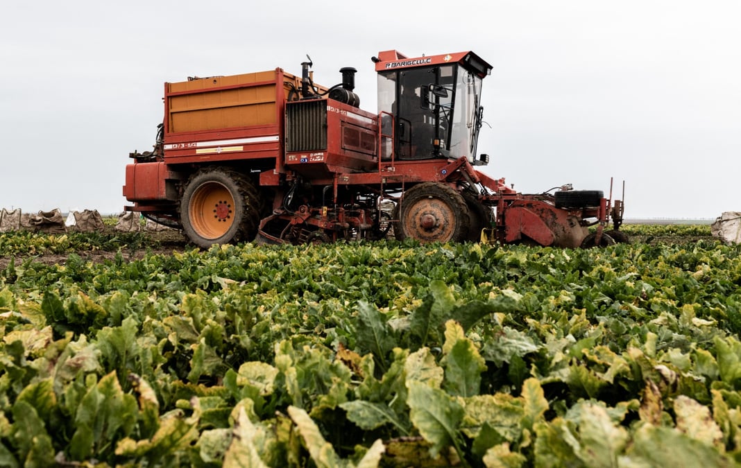 agriculture betteraves néonicotinoïdes