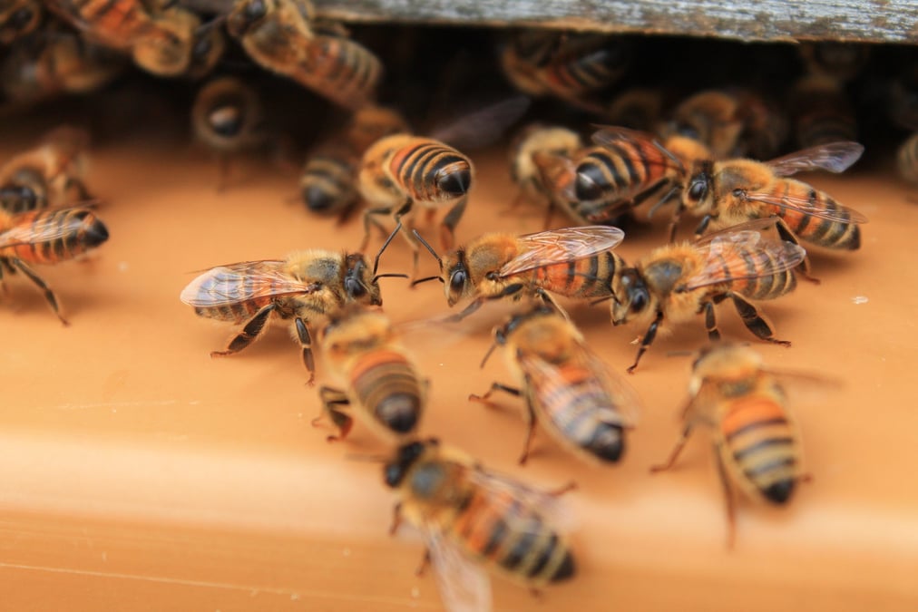 abeilles chryso