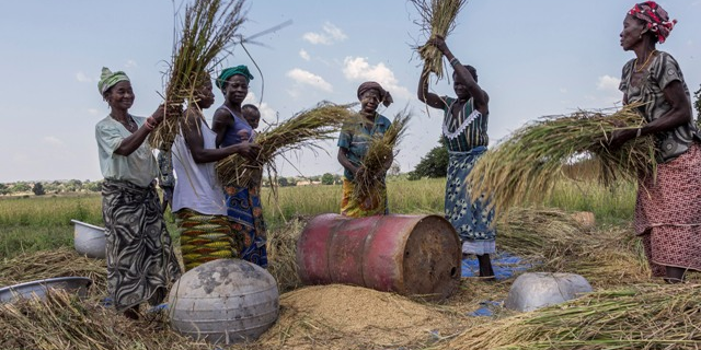 récolte riz agriculture femmes burkina faso