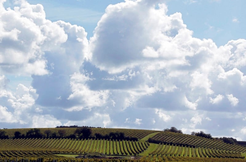 Optimisme dans le vignoble de bordeaux avant la semaine des primeurs