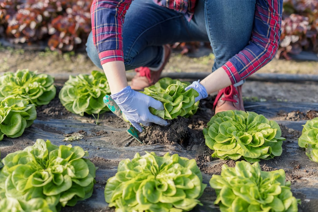 alimentation, circuit court, agriculture