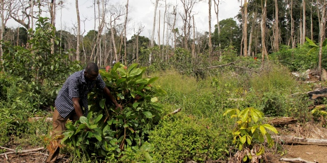 deforestation forêt Côte d'Ivoire Cacao