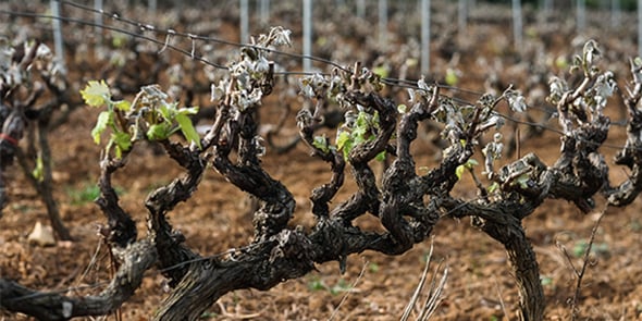 vignes gelées