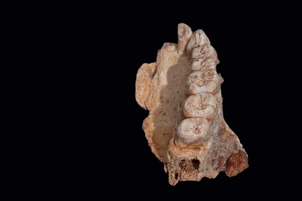 Les plus anciens restes d'homo sapiens, hors d'afrique, decouverts en israel