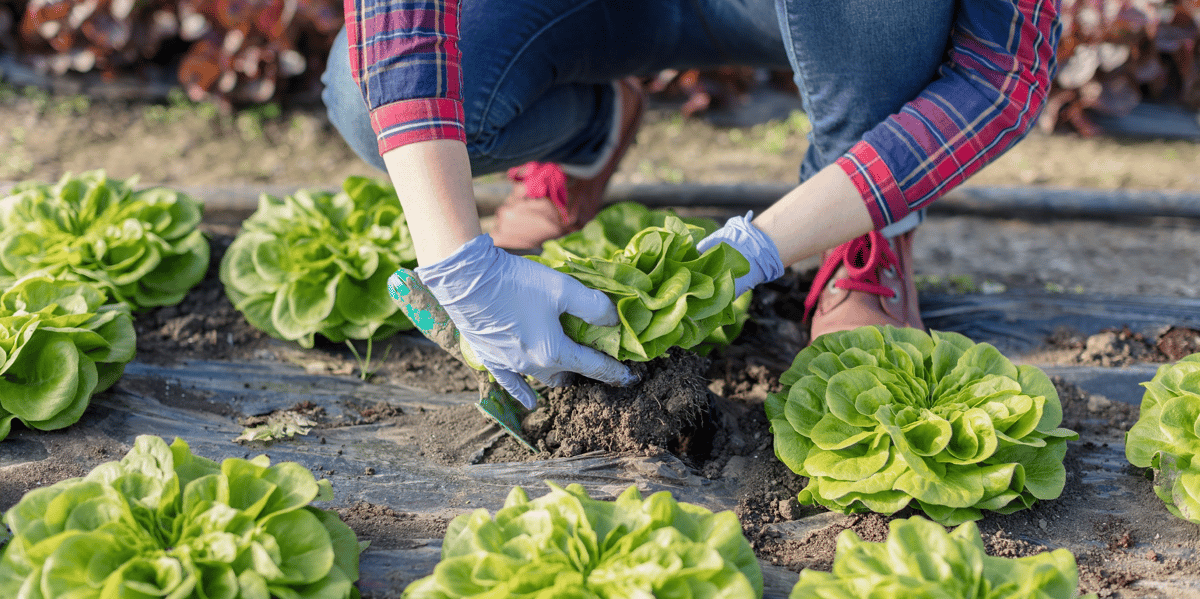 alimentation, circuit court, agriculture