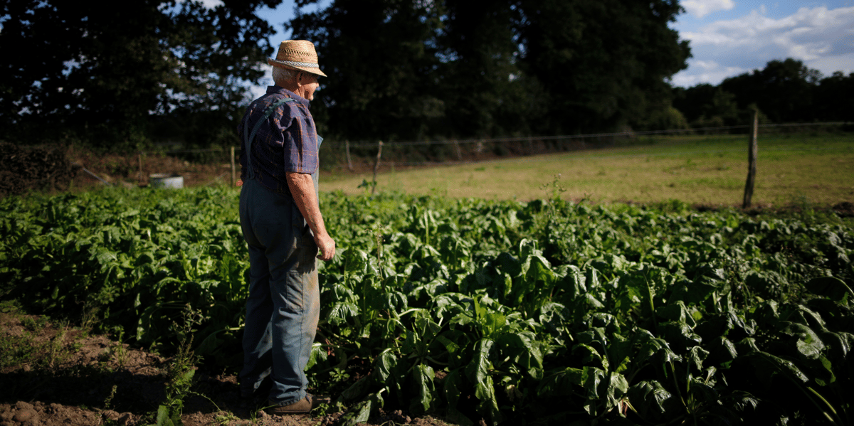 fermier, champ, agriculteur, paysan, betterave, agriculture, avenir