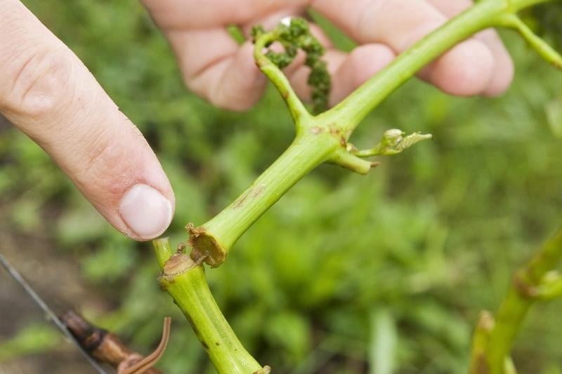 Etat de catastrophe naturelle reclame pour certains vignobles