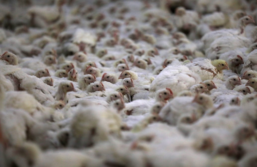 Pekin approuve l'importation de tous les produits avicoles us