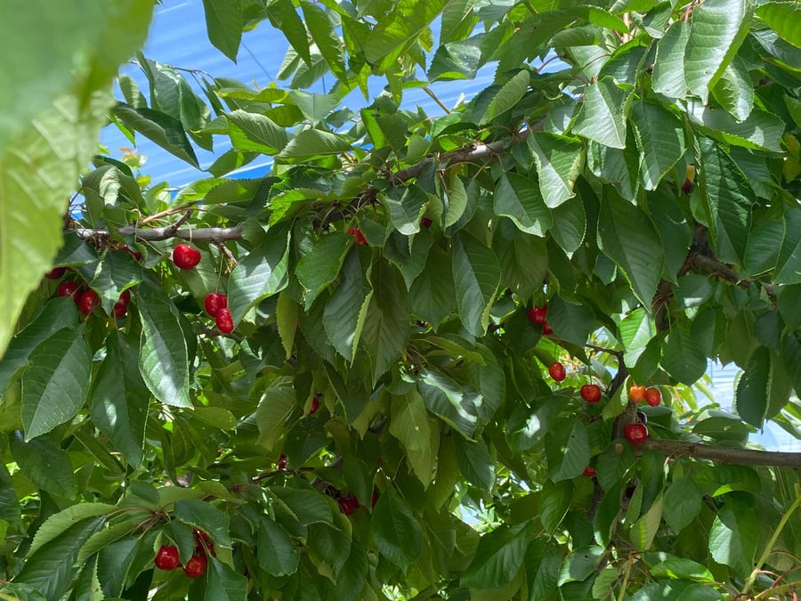 92% du volume de production des cerises françaises vient des régions Provence-Alpes-Côte d'Azur et Auvergne-Rhône-Alpes. Plus précisément, un tiers de la production nationale vient du Vaucluse.