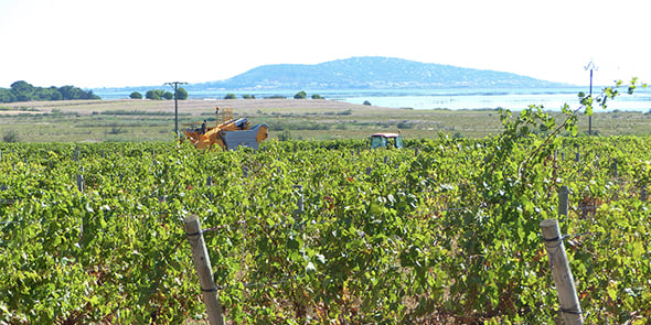 Vendanges 2020 à Marseillan (34)