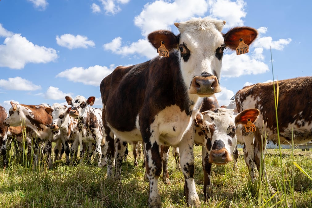 Pour plusieurs experts du secteur, Lactalis envoie un message négatif aux jeunes générations d’éleveurs en réduisant sa collecte. La France risque de surcroit de ne plus être excédentaire à partir de 2027 et de devoir importer du lait, selon le Centre National Interprofessionnel de l’Economie Laitière.