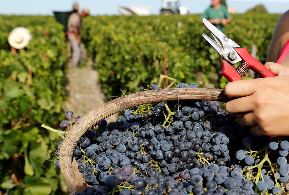Apres une annee 2018 hors norme, la production mondiale de vin a baisse en 2019