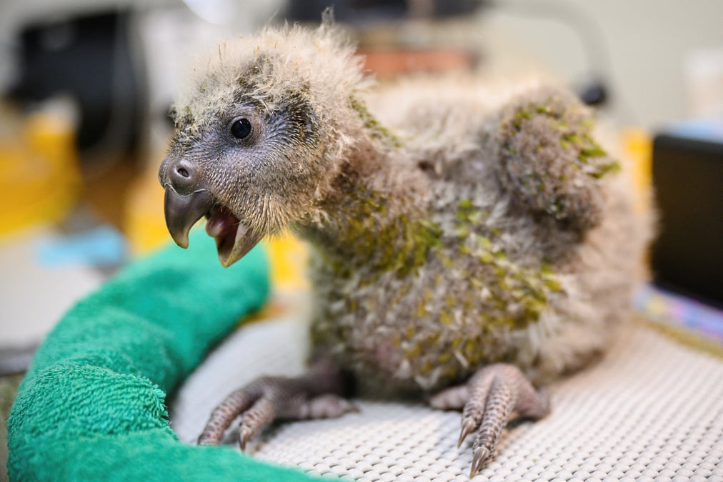 Nouvelle-zelande: le perroquet kakapo menace d'extinction voit sa population augmenter