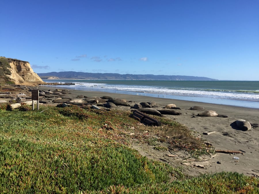 Des elephants de mer colonisent une plage pendant le shutdown