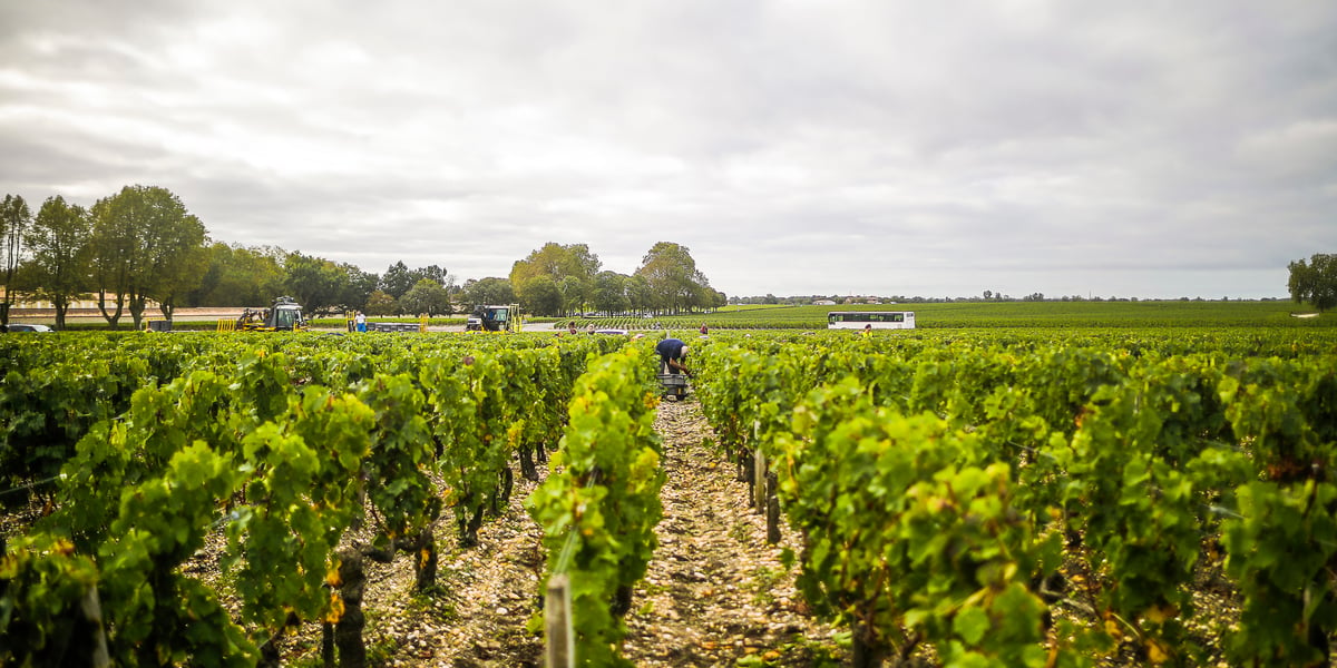 Médoc vignes